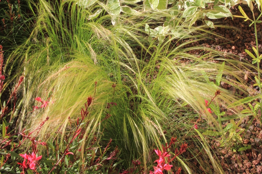 idée plantes méditerranéennes pour cour intérieure : le Zoysia