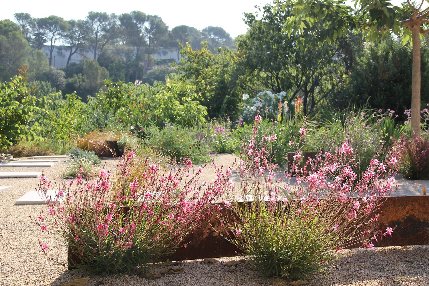 pantes pour jardin sec méditerrannéen